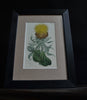 A Set Of Four 18th Century Framed Botanical Engravings - William Curtis, London