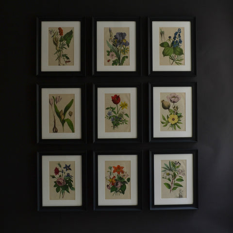 Nine 19th Century Hand Coloured Botanical Engravings, Schubert 1864