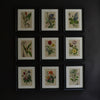 Nine 19th Century Hand Coloured Botanical Engravings, Schubert 1864