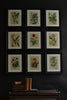 Nine 19th Century Hand Coloured Botanical Engravings, Schubert 1864