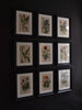 Nine 19th Century Hand Coloured Botanical Engravings, Schubert 1864