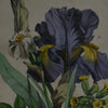 Nine 19th Century Hand Coloured Botanical Engravings, Schubert 1864