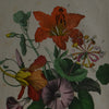 Nine 19th Century Hand Coloured Botanical Engravings, Schubert 1864