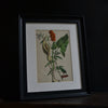 Nine 19th Century Hand Coloured Botanical Engravings, Schubert 1864