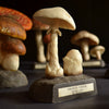 Unique collection of 25 Vintage Anatomically Correct Identification Fungi Models.