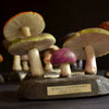 Unique collection of 25 Vintage Anatomically Correct Identification Fungi Models.