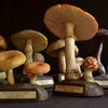 Unique collection of 25 Vintage Anatomically Correct Identification Fungi Models.