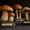 Unique collection of 25 Vintage Anatomically Correct Identification Fungi Models.