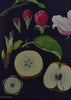 Vintage Botanical School Pull Chart 1968. Malus Domestica (Apple Tree)