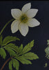 Vintage Botanical School Pull Chart 1960's. Anenone Nemorousa (Wood Anemone)