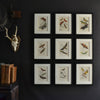 Nine Framed 19th Century Lithographs Of Moths And Butterflies, W.F Kirby