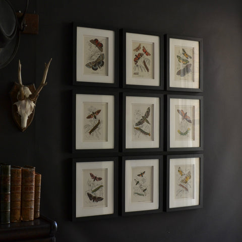 Nine Framed 19th Century Lithographs Of Moths And Butterflies, W.F Kirby