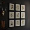 Nine Framed 19th Century Lithographs Of Moths And Butterflies, W.F Kirby