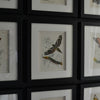 Nine Framed 19th Century Lithographs Of Moths And Butterflies, W.F Kirby
