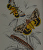 Nine Framed 19th Century Lithographs Of Moths And Butterflies, W.F Kirby