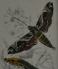 Nine Framed 19th Century Lithographs Of Moths And Butterflies, W.F Kirby
