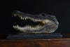 Vintage Mounted Taxidermy Alligator Head.