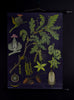 Vintage Botanical School Pull Chart 1967. Quercus Pedunculata (Oak)