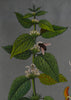 Vintage Botanical School Pull Chart 1970. Lamium Album (White Nettle)