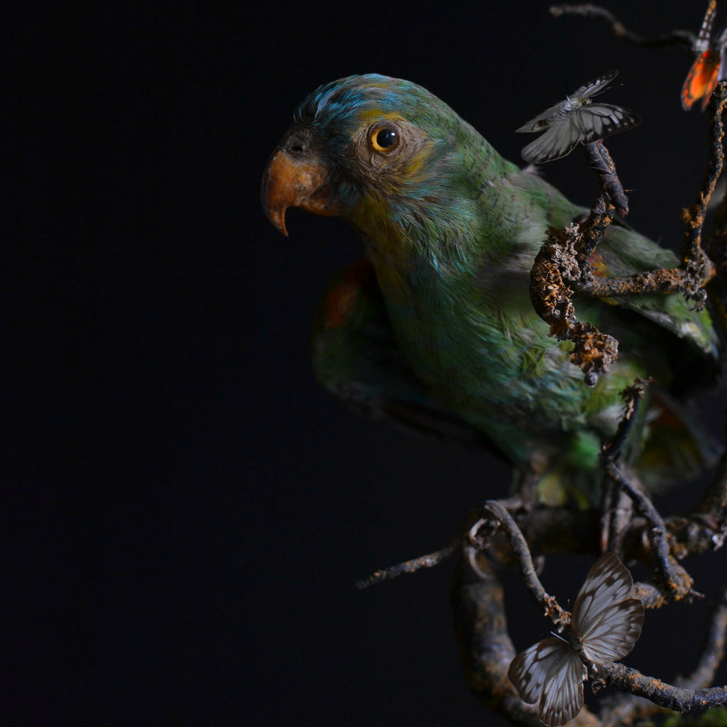 A Charming Victorian Mounted Amazonian Parrot (Amazona dufresniana)