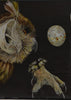 Vintage Zoological School Pull Chart 1960's. Raptaloures (Birds Of Prey)