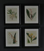 Four Framed Georgian Double Page Botanical Engravings - William Curtis, London 1823