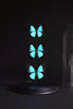 Vintage Ulysses butterflies  'Papilio ulysses'