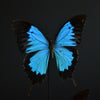 Vintage Ulysses butterflies  'Papilio ulysses'