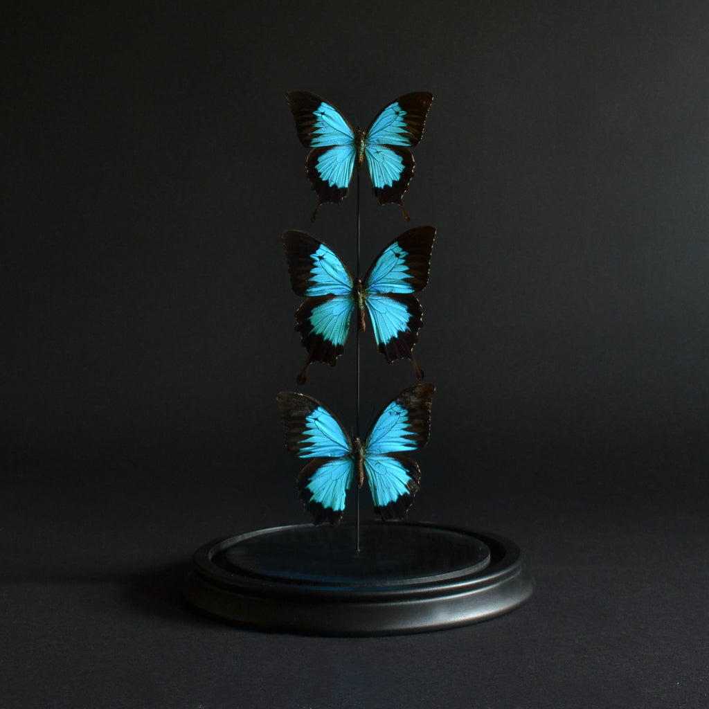 Vintage Ulysses butterflies  'Papilio ulysses'