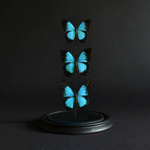 Vintage Ulysses butterflies  'Papilio ulysses'