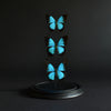 Vintage Ulysses butterflies  'Papilio ulysses'