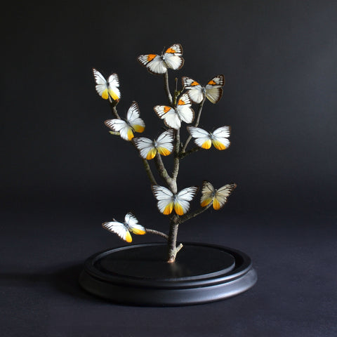 Vintage Glass Domed Butterflies