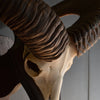 Mounted Mouflon Horns 'Ovis orientalis'