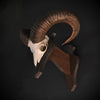 Mounted Mouflon Horns 'Ovis orientalis'