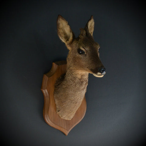 Mounted Roe Buck 'Capreolus capreolus'