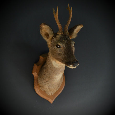 Mounted Roebuck 'Capreolus capreolus'