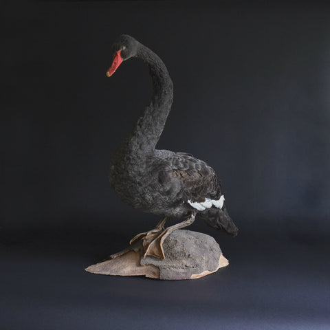 Outstanding Edwardian Black Swan.