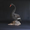 Outstanding Edwardian Black Swan.