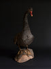 Outstanding Edwardian Black Swan.