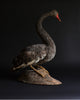 Outstanding Edwardian Black Swan.