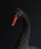 Outstanding Edwardian Black Swan.