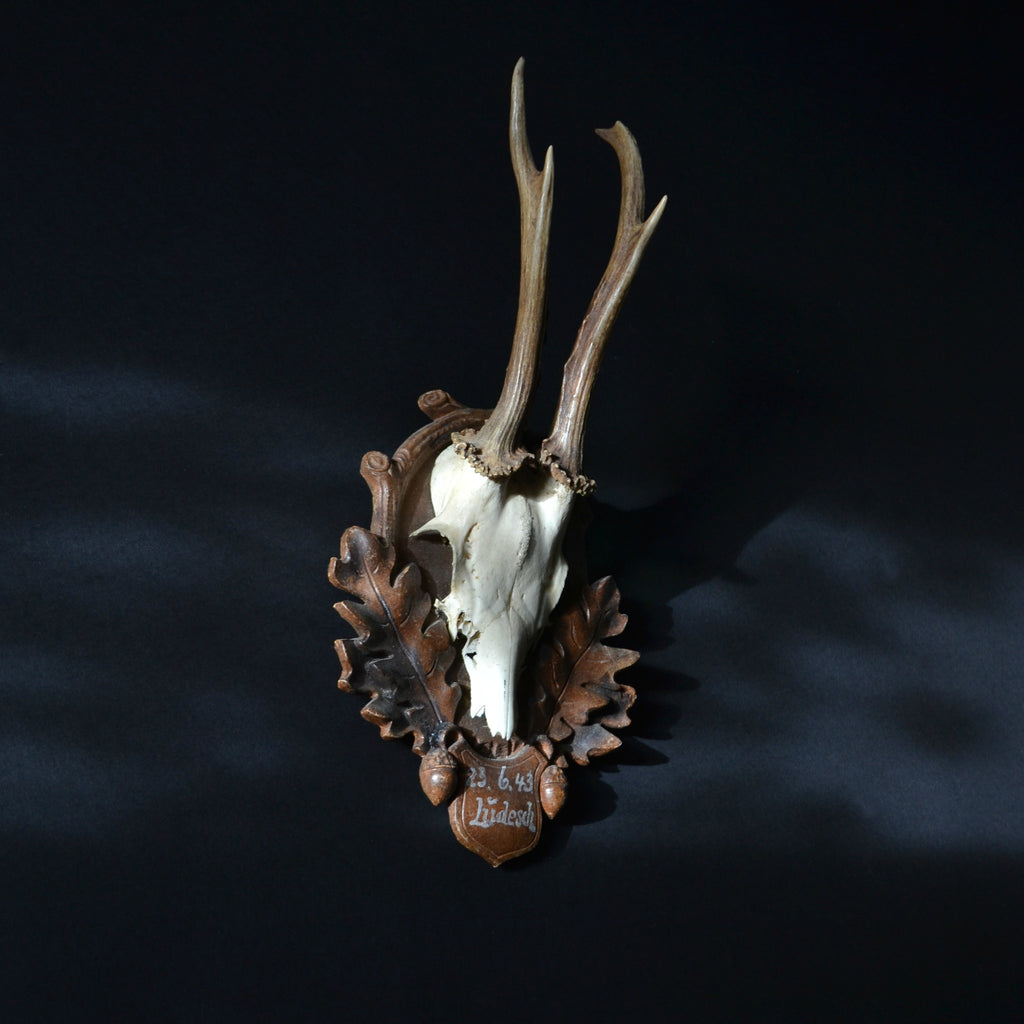 Vintage Roe Deer Antlers On Black Forest Shield