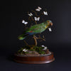 A Charming Victorian Mounted Amazonian Parrot (Amazona dufresniana)