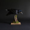 Taxidermy rook (Corvus frugilegus)