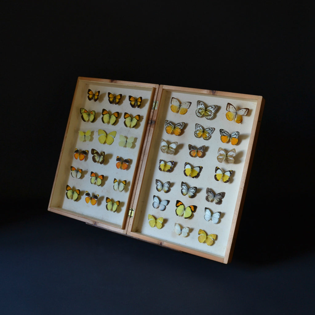 Vintage Cased Butterfly Specimens.