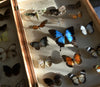 Vintage Cased Butterfly And Moth Specimens