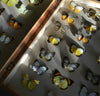 Vintage Cased Butterfly Specimens.