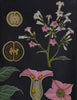 Vintage Botanical School Pull Chart 1968. Nicotiana Tabacum (Tobacco Plant)