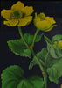 Vintage Botanical School Pull Chart 1965. Caltha Palustris (Marsh Marigold)
