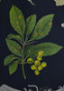 Vintage Botanical School Pull Chart 1962. Puccinia Graminis (Stem Rust)